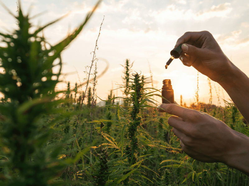 Quality CBD Oil