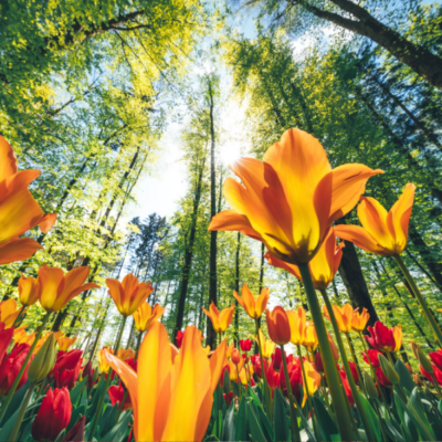 Spring Good Karma Collection of Candles – Happy Spring!