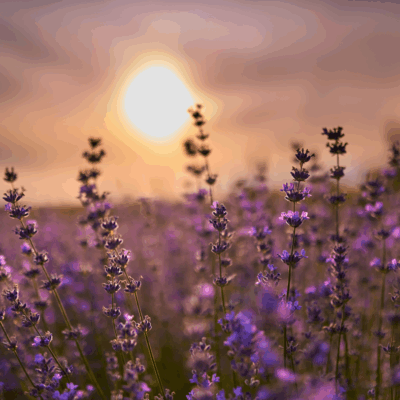 Restoring Energy with Lavender Chamomile Collection